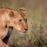 多宝彩票的历史与发展:从传统到现代的演变过程 lnbupyfo9h