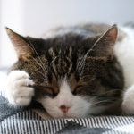 博88娱乐的安全性与信誉:玩家必知的保障措施与优势 shnv304o