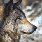 11选五最新开奖时间及结果查询指南 ug8rb